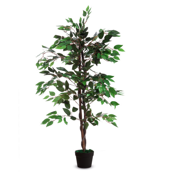 ALCO - K700136 - Pianta ornamentale - ficus - H 120cm - Paperflow